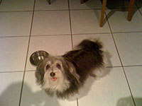 dog photography portrait 1 