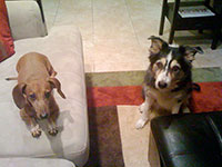 dog photography portrait 1 