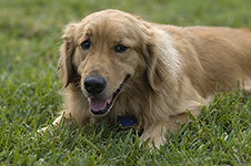 dog photography portrait 1 