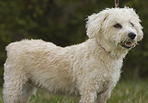 dog photography portrait 2