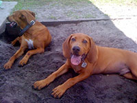 dog photography portrait 1 