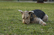 dog photography portrait 4