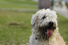 dog photography portrait 1 