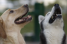 dog photography portrait 4