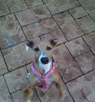 dog photography portrait 1 